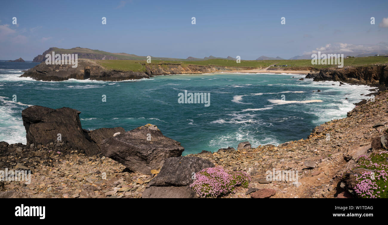 Panorama della spiaggia di Clogher visto da mentre si cammina per la strada di Dingle, Clogher Bay, penisola di Dingle, nella contea di Kerry, Irlanda, Europa Foto Stock