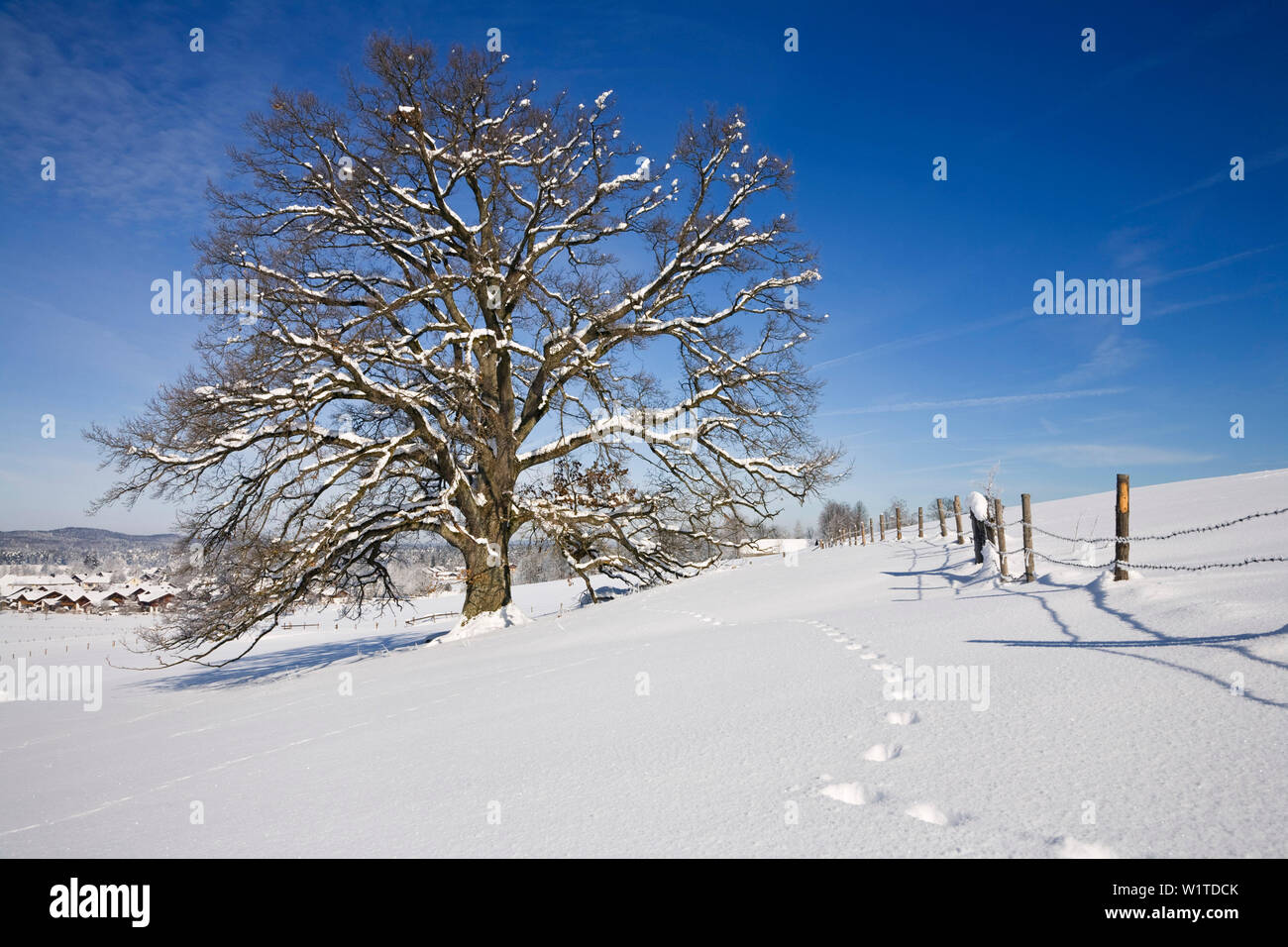 Oaktree nella neve, Quercus robur, Baviera, Germania Foto Stock