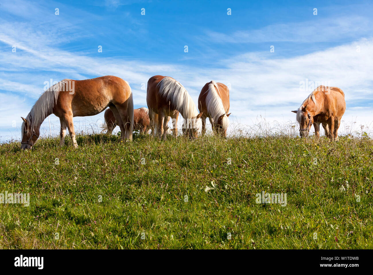 Il gruppo di cinque cavalli Avelignesi che pascolano nella luce calda del sole su un prato Foto Stock
