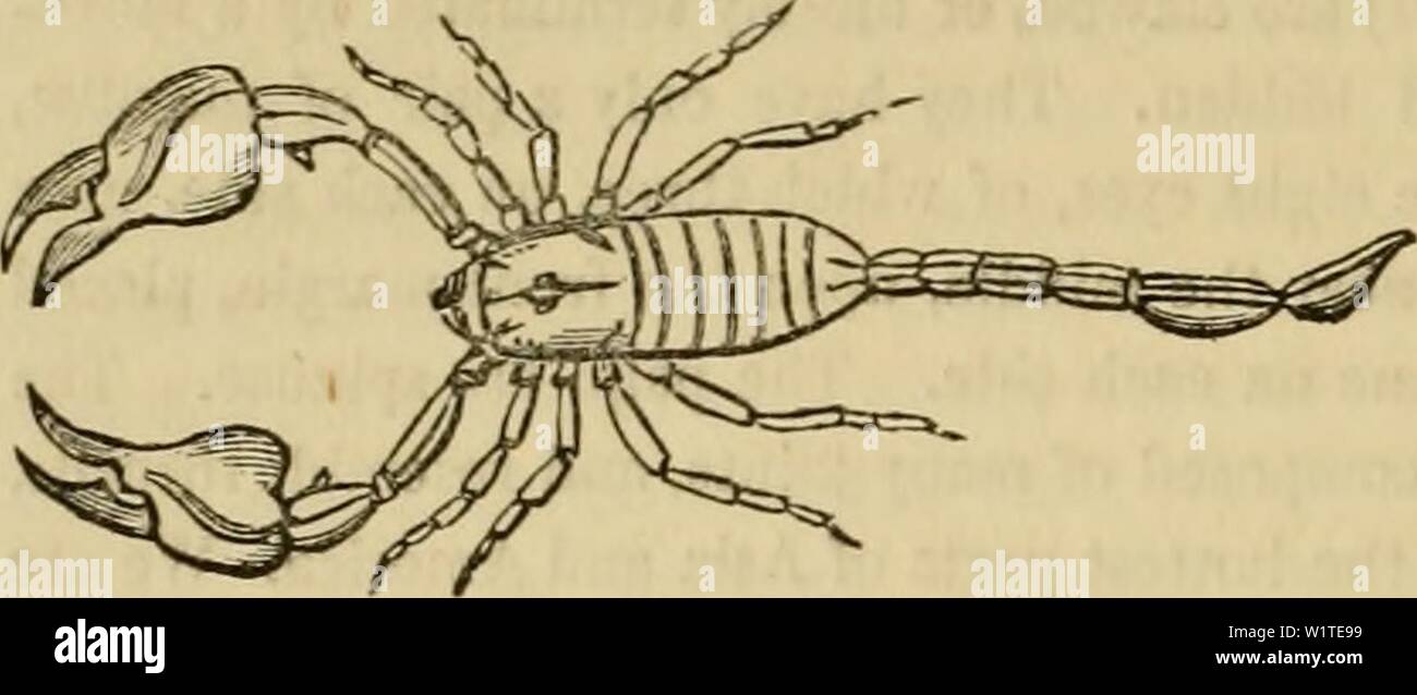 Immagine di archivio da pagina 477 di Cuvier il regno animale disposti. Cuvier il regno animale : disposti secondo la sua organizzazione cuviersanimalkin00cuvi Anno: 1840 466 ARACHNIDA. minate. Ciascuno dei quattro seguenti segmenti ha una coppia di sacche polmonari e spiracles. Subito dopo il sesto segmento, l'addome è improvvisamente ristretta, i sei terminali giunti annodati a formare la coda. Il tarso sono simili, e 3-articolata con due terminali ungues. Le due corde nervoso in esecuzione dal cervello sono uniti in corrispondenza di in- terals, formando sette ganglions, di cui il terminale quelli appartengono alla coda. Per f Foto Stock