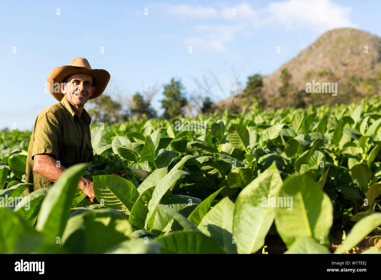 Coltivatore di tabacco, Mogotes e campi di tabacco in Vinales, regione di arrampicata, la solitudine, la bellissima natura, famiglia viaggi a Cuba, congedo parentale, vacanze, Foto Stock