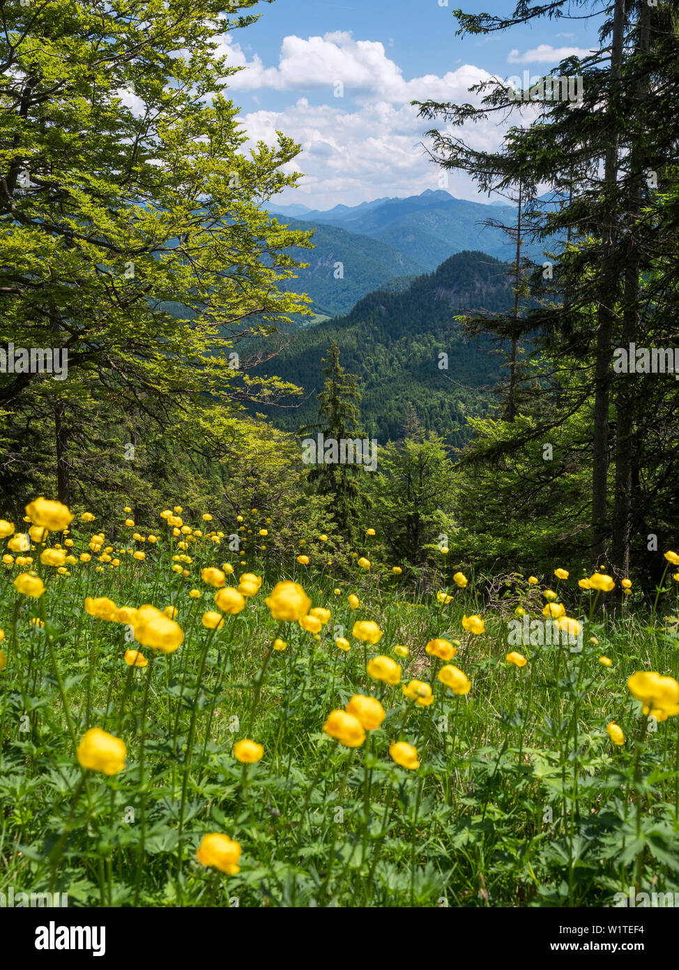 Blooming prato su Staffel montagna con globeflowers, Trollius europaeus, vista in direzione sud-est, Alpi Alta Baviera, Germania, Europa Foto Stock