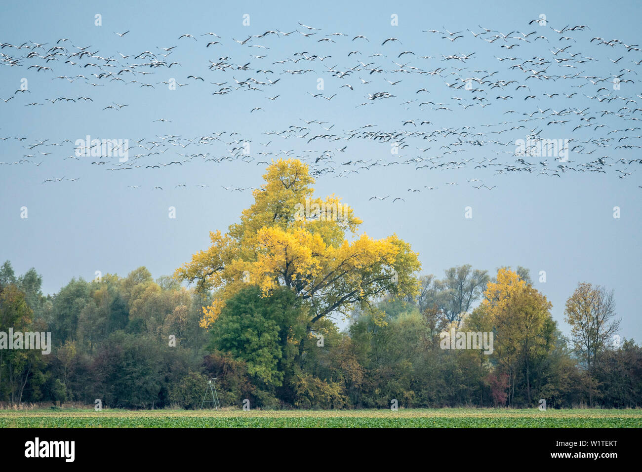 Gru di atterraggio in un campo di volo, studio, la migrazione degli uccelli, Autunno, Brandeburgo, Fehrbellin, Linum, Brandeburgo, Germania Foto Stock Gru di atterraggio in un campo di volo, studio, la migrazione degli uccelli, Autunno, Brandeburgo, Fehrbellin, Linum, Brandeburgo, Germania Foto Stock
