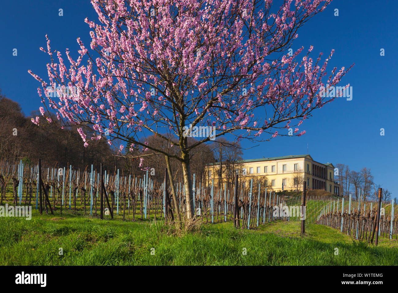 Fiore di mandorla a Villa Ludwigshoehe, Mandelbluetenweg, Deutsche Weinstrasse (tedesco la strada del vino), Pfalz, Renania-Palatinato, Germania Foto Stock