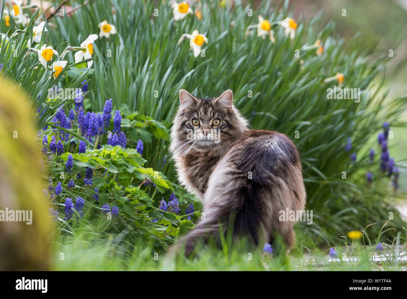 Il gatto domestico in giardino, molla, Baviera, Germania, Europa Foto Stock