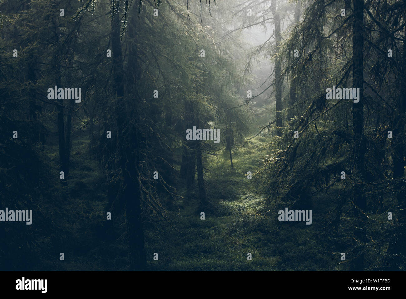 Matura foresta nella nebbia umore, E5, Alpenüberquerung, quarto stadio, Skihütte Zams,Pitztal,Lacheralm, Wenns, Gletscherstube, Zams a Braunschweiger Hütte, tyro Foto Stock