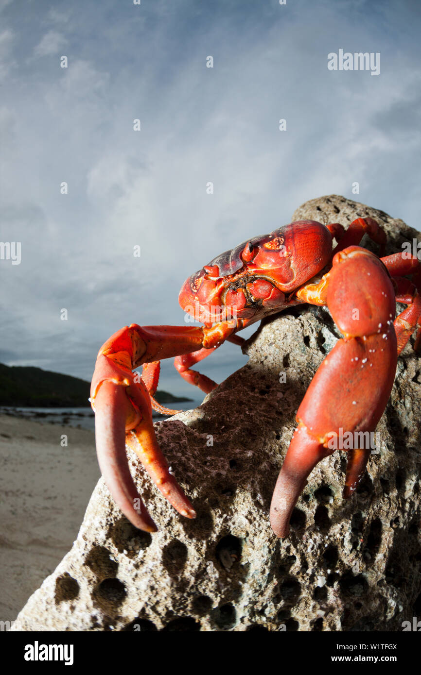Isola di Natale Granchio rosso a Ethel Beach, Gecarcoidea natalis, Isola Christmas, Australia Foto Stock