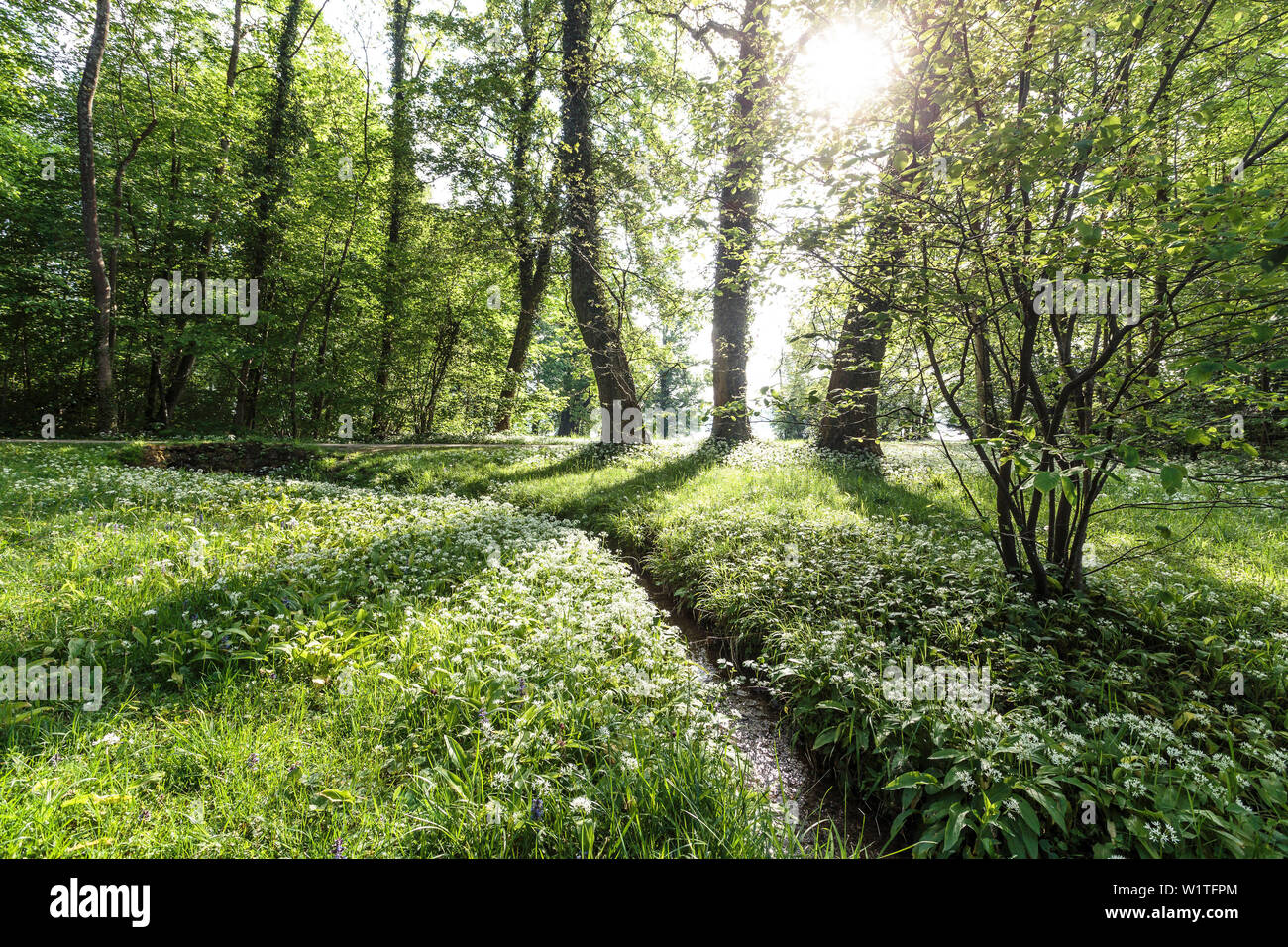 Foresta brillante shore, Brook e aglio selvatico al lago di Starnberg, Baviera, Germania Foto Stock