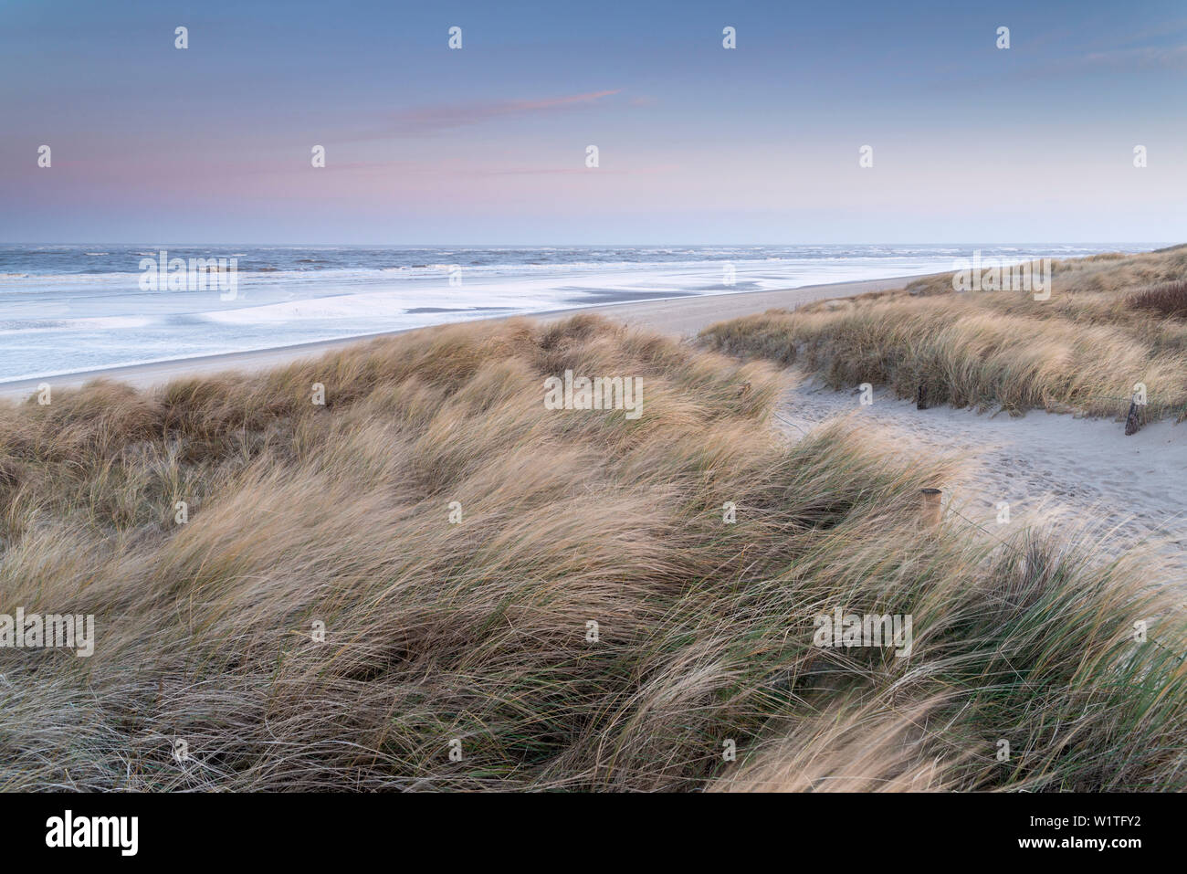 Dune, Dawn, Langeoog, Mare del Nord est delle Isole Frisone, Frisia orientale, Bassa Sassonia, Germania, Europa Foto Stock