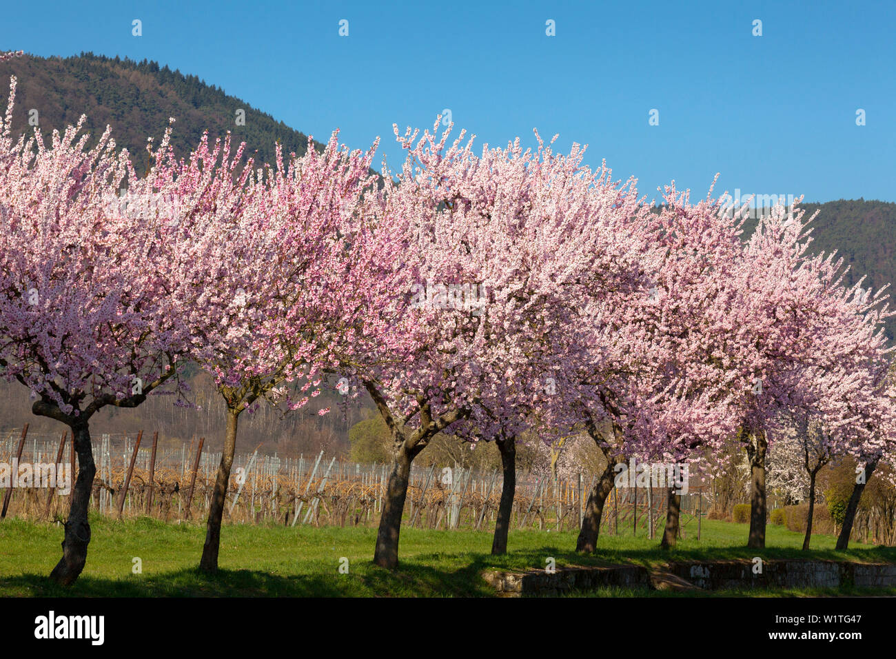 Fiore di mandorla, Mandelbluetenweg, Deutsche Weinstrasse (tedesco la strada del vino), Pfalz, Renania-Palatinato, Germania Foto Stock