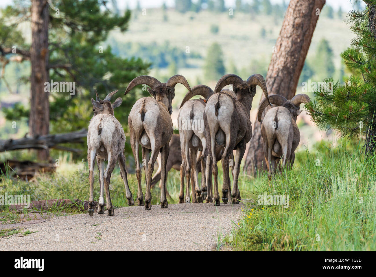 Le pecore di montagna nella Flaming Gorge National Recreation Area, Utah, Stati Uniti d'America Foto Stock