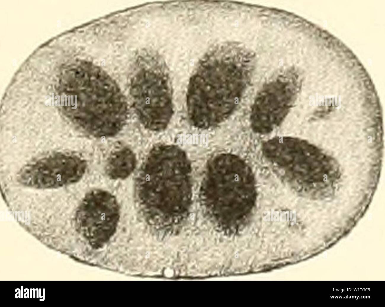 Immagine di archivio da pagina 482 di Denkschriften der Kaiserlichen Akademie der. Denkschriften der Kaiserlichen Akademie der Wissenschaften, Mathematisch-Naturwissenschaftliche Classe denkschriftender37kais Anno: 1877 Ol i, . • Tfm. Foto Stock