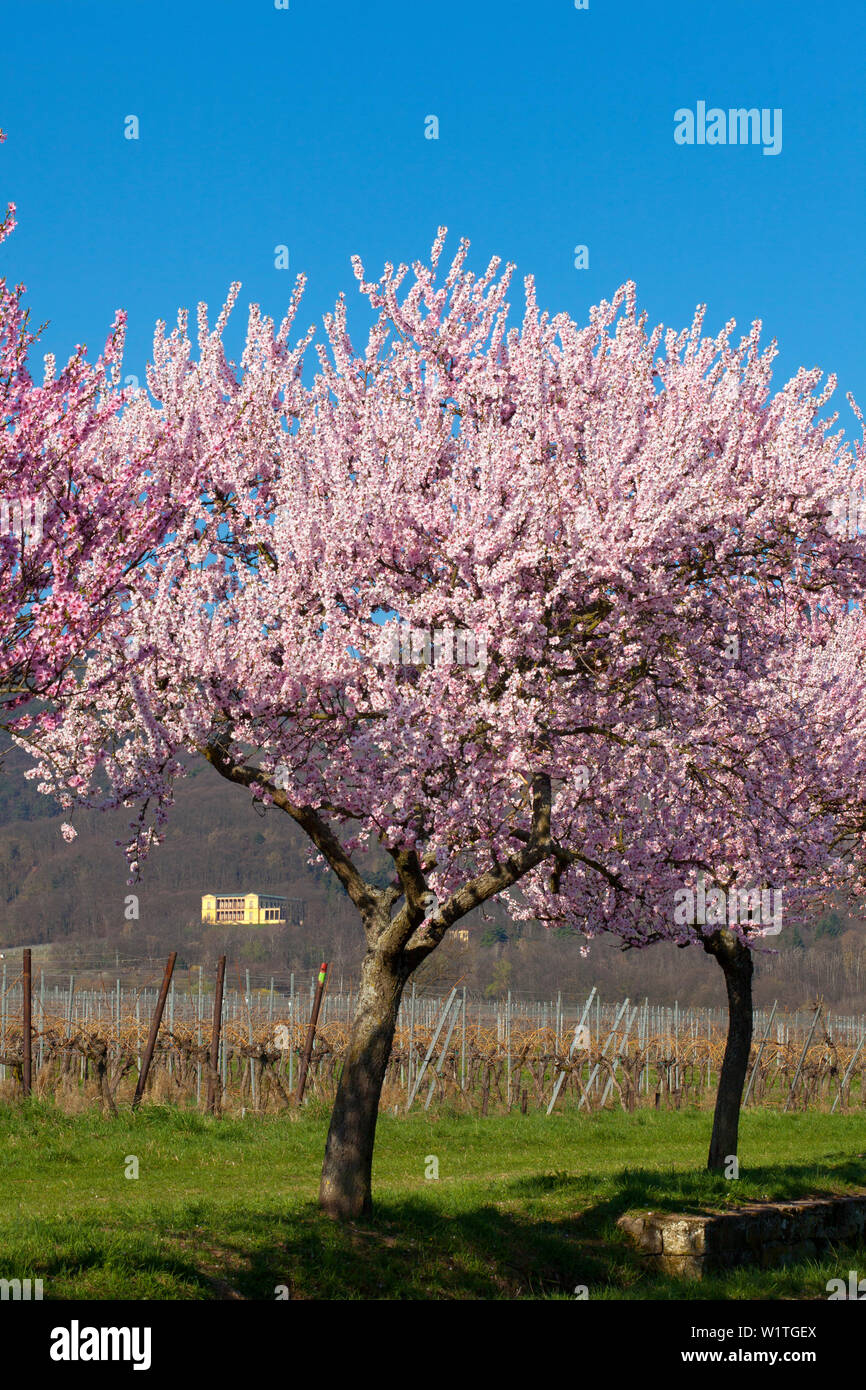 Fiore di mandorla a Villa Ludwigshoehe, Mandelbluetenweg, Deutsche Weinstrasse (tedesco la strada del vino), Pfalz, Renania-Palatinato, Germania Foto Stock