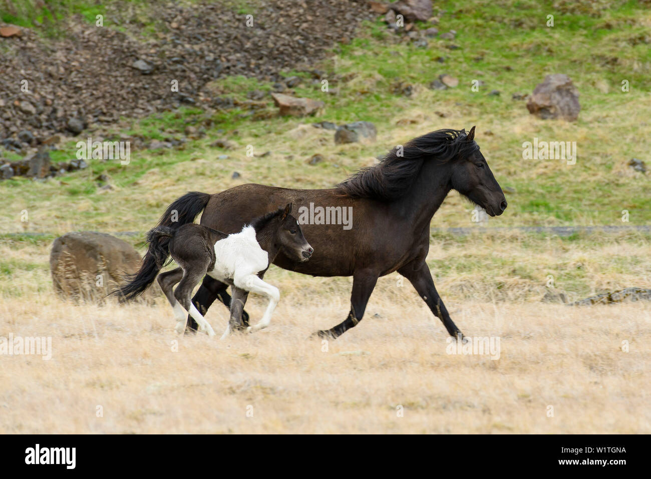 Cavallo islandese mare con puledro, nortcoast, Islanda Foto Stock