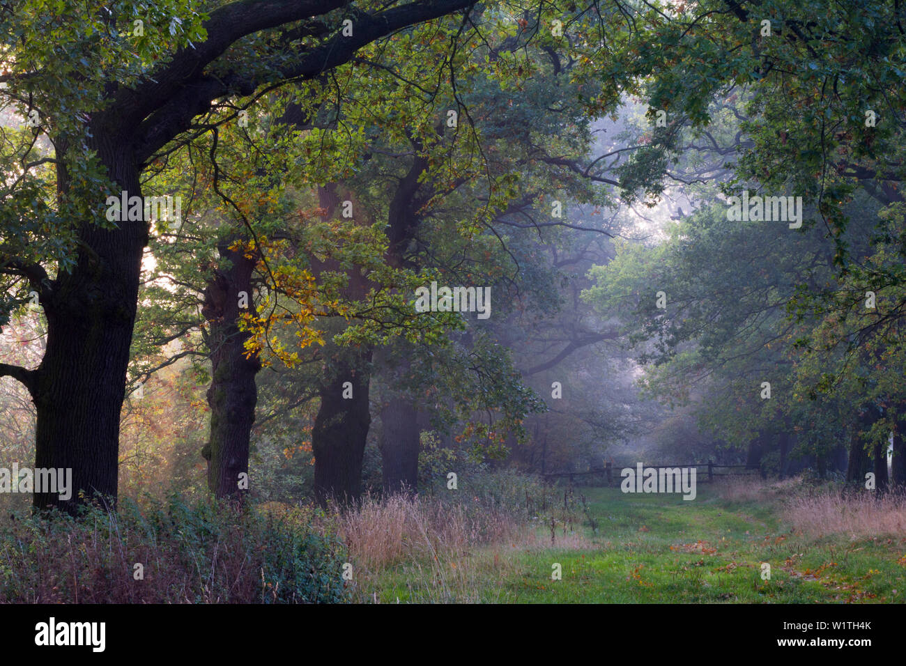 Parkway con vecchie querce, Staatsdomäne Beberbeck, Reinhardswald, Nord Hesse, Germania Foto Stock