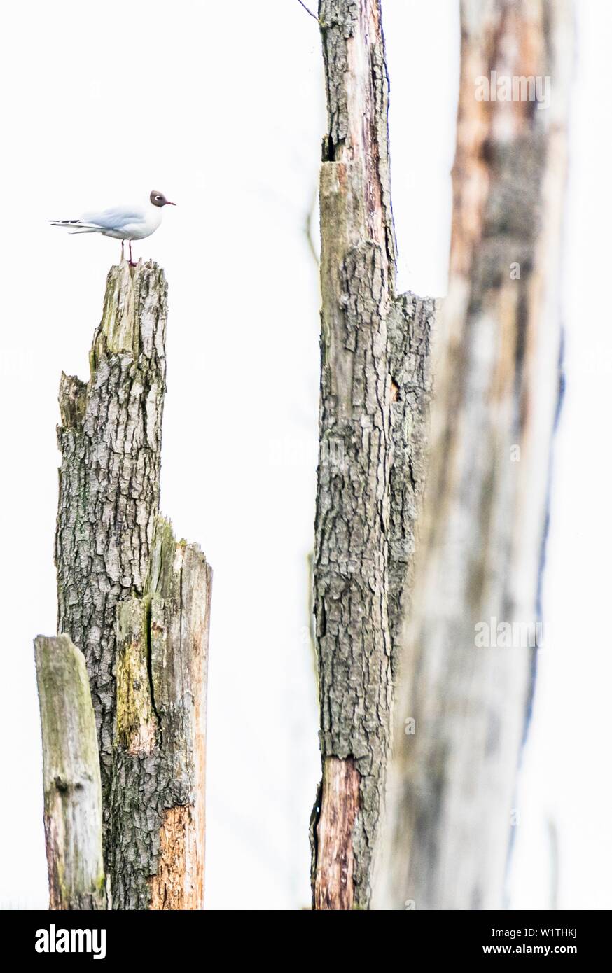Singola nera-headed gull siede su albero morto Foto Stock