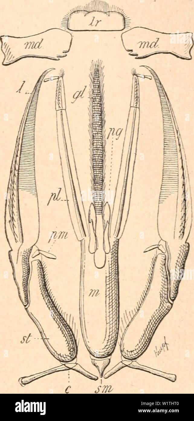 Immagine di archivio da pagina 486 di Das werden der organismen zur. Das werden der organismen zur widerlegung von Darwins zufallstheorie durch das gesetz in der entwicklung daswerdenderorga00hert Anno: 1922 Fig. 106. Beißende (kauende) Mnndg-liedmaßen der Schabe (Feriplaneta orientalis). Nach R. Hertwig. Fig. 107. Leckende Mundg-liedmaßen der Hnmmel (Bombus terrestris). Nach R. HERTWIG. Für die Figuren 106 und 107 gelten folgende Bezeichnungen: l Laden, Ir Ober- lippe, md Mandibeln, c Cardo, st piccioli, le und U Lobus externus und internus, pm {p) Palpus der Maxille (MX), peccato Submentum, m Mentum, gl Foto Stock