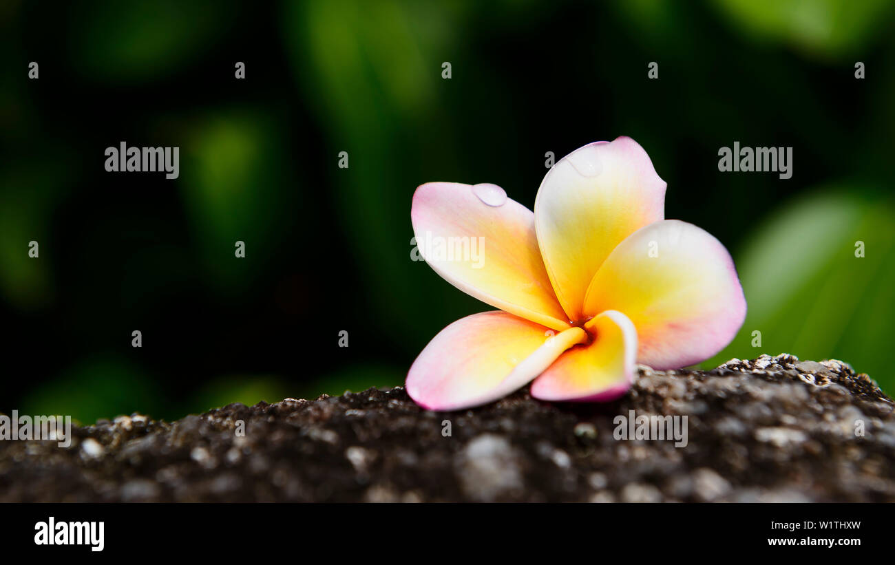 Stillife con plumeria su una roccia Foto Stock