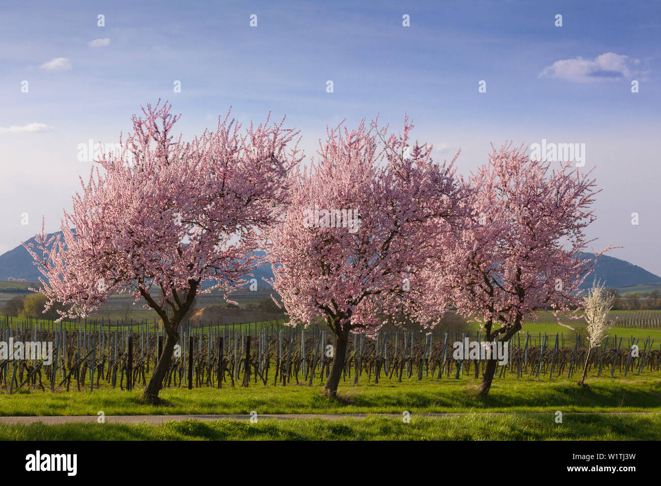 Fiore di mandorla, Mandelbluetenweg, Deutsche Weinstrasse (tedesco la strada del vino), Pfalz, Renania-Palatinato, Germania Foto Stock