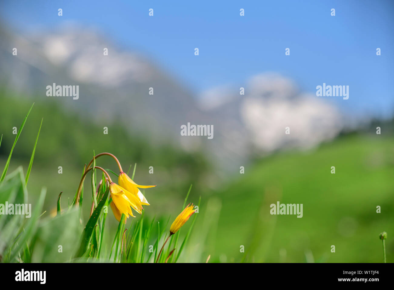 Tulipani selvatici con montagne fuori fuoco in background, Giro di Monviso, Monte Viso, Monviso, Alpi Cozie, Piemonte, Italia Foto Stock