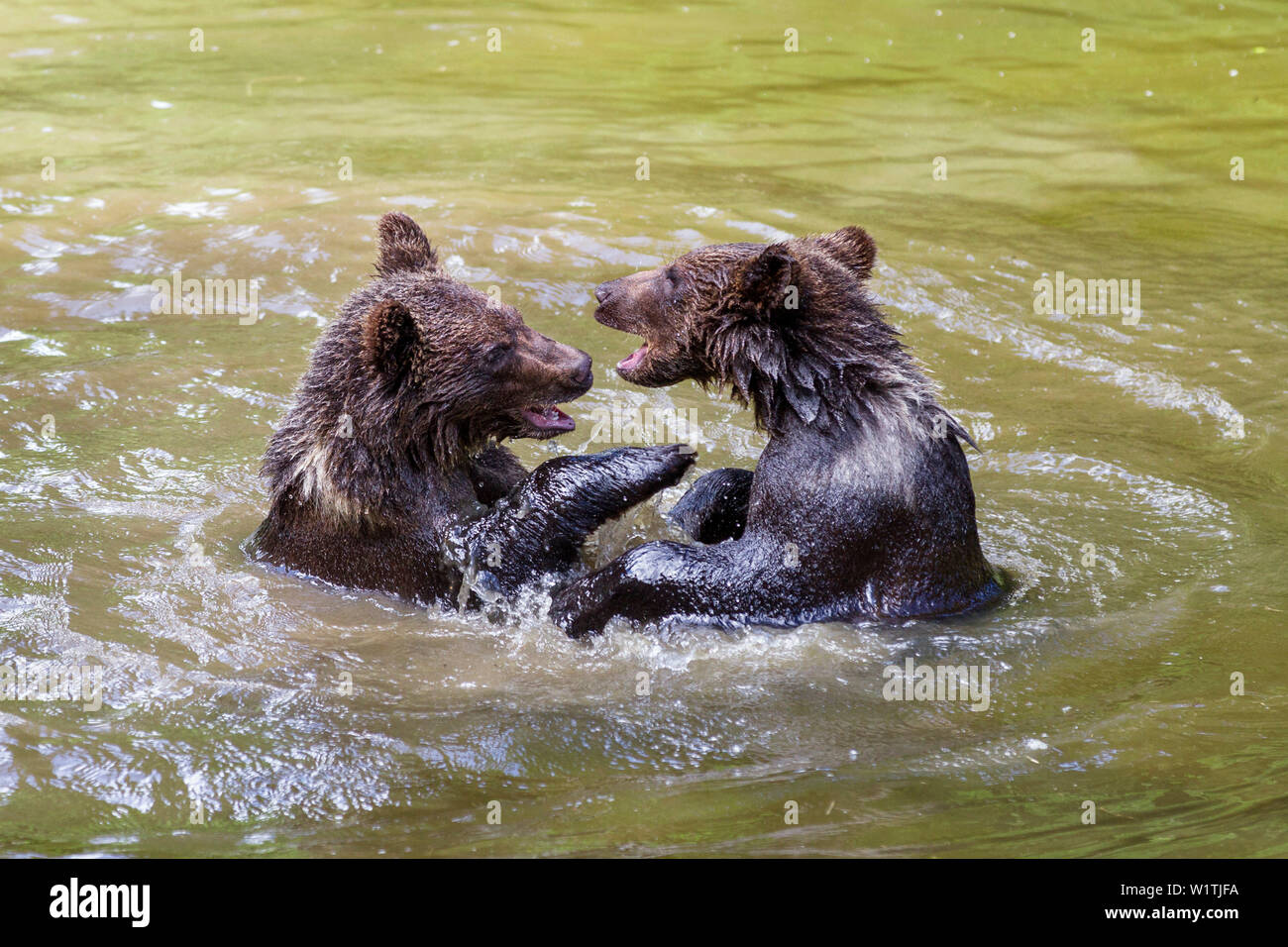 I giovani orsi bruni giocando in acqua, Ursus arctos, Parco Nazionale della Foresta Bavarese, Baviera, Bassa Baviera, Germania, Europa, captive Foto Stock