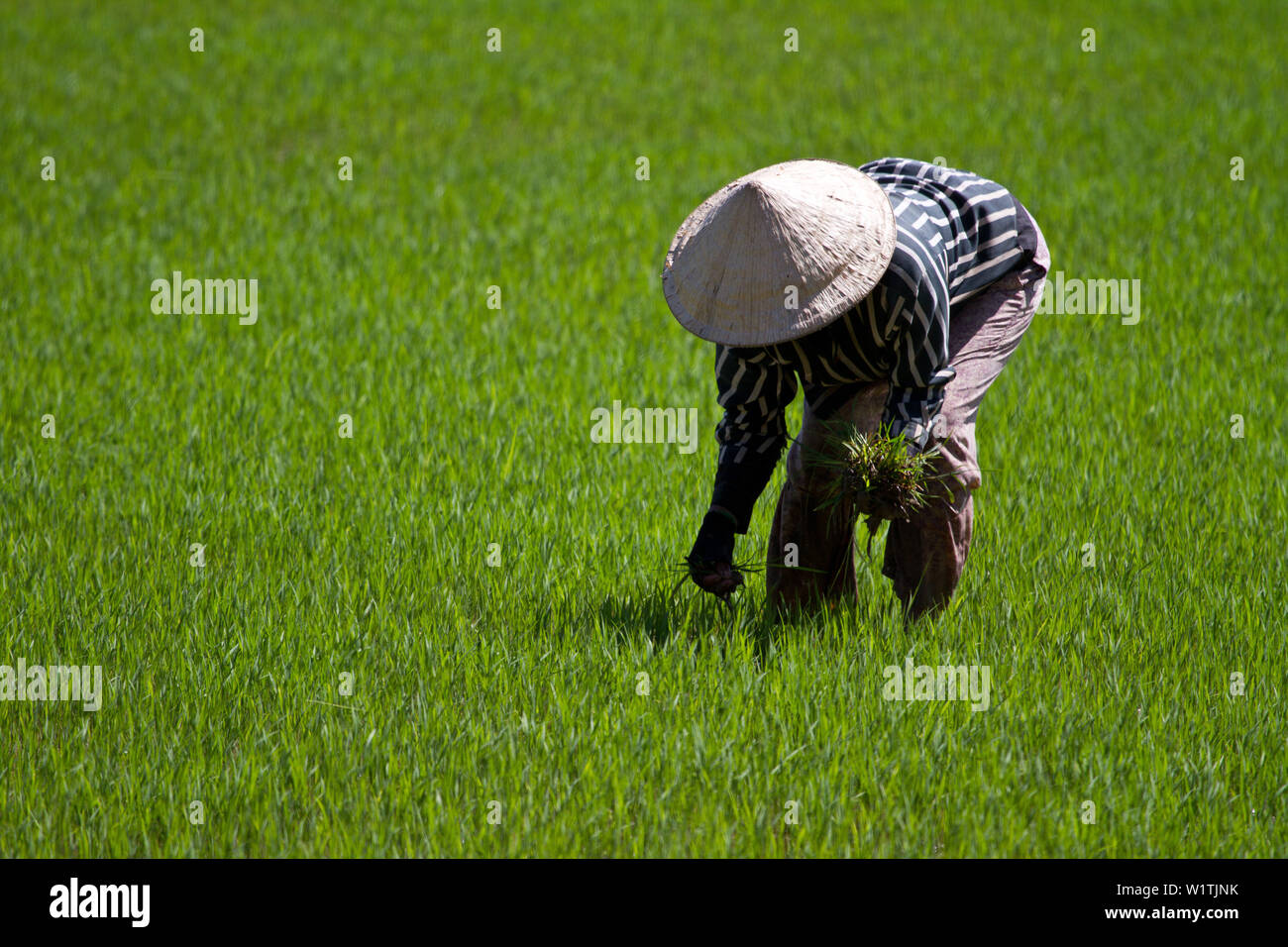 La coltivazione del riso in Vietnam, in Asia Foto Stock