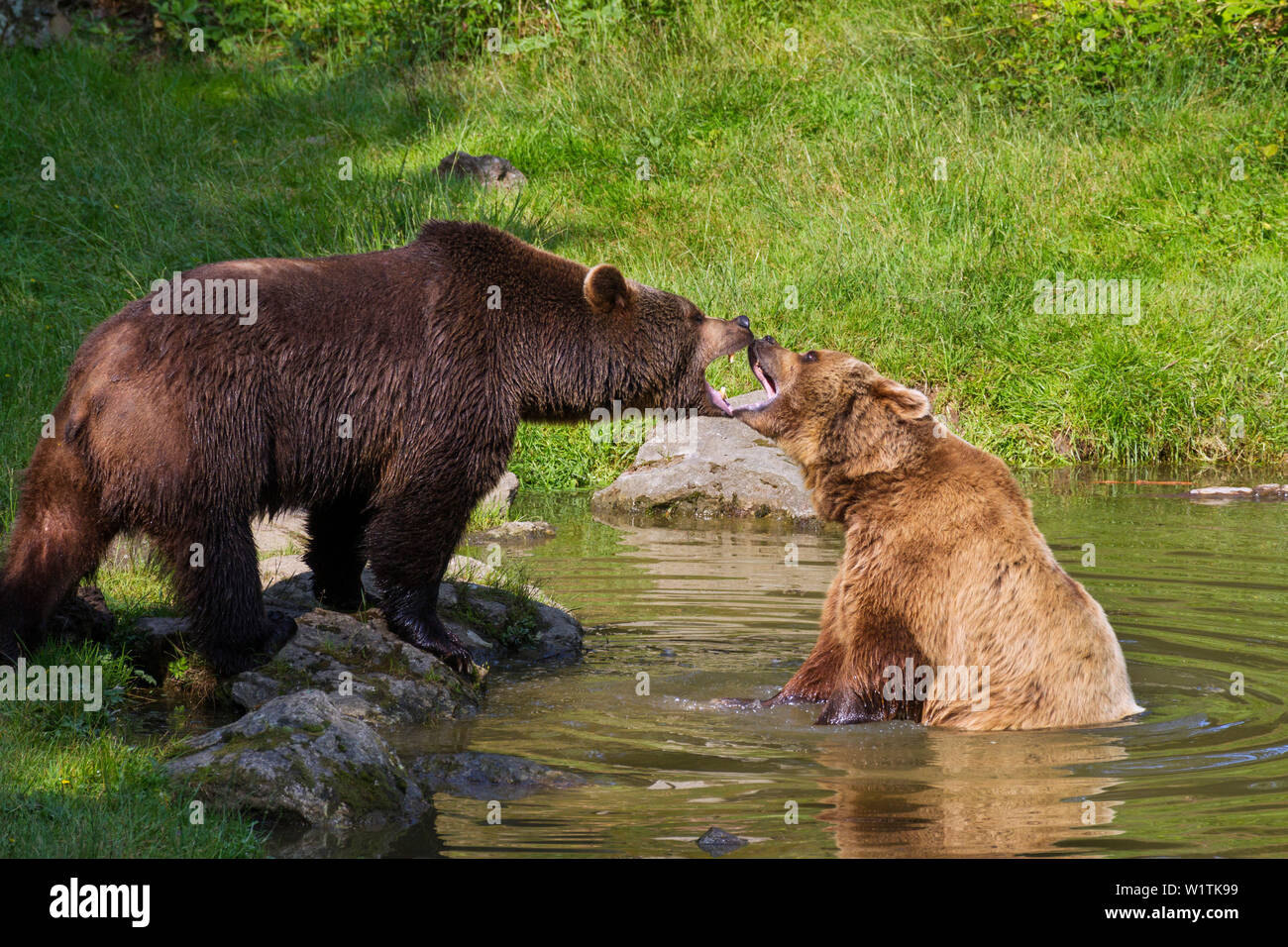 Orso bruno combattimenti in acqua, Ursus arctos, Parco Nazionale della Foresta Bavarese, Baviera, Bassa Baviera, Germania, Europa Foto Stock