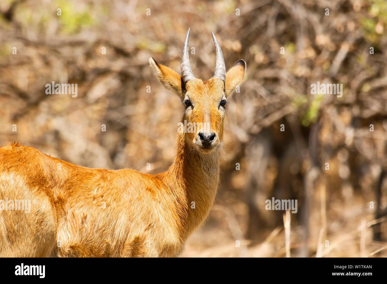 Femmina di Puku (Kobus vardonii), African antelope. Busanga Plains. Parco Nazionale di Kafue, Zambia Foto Stock