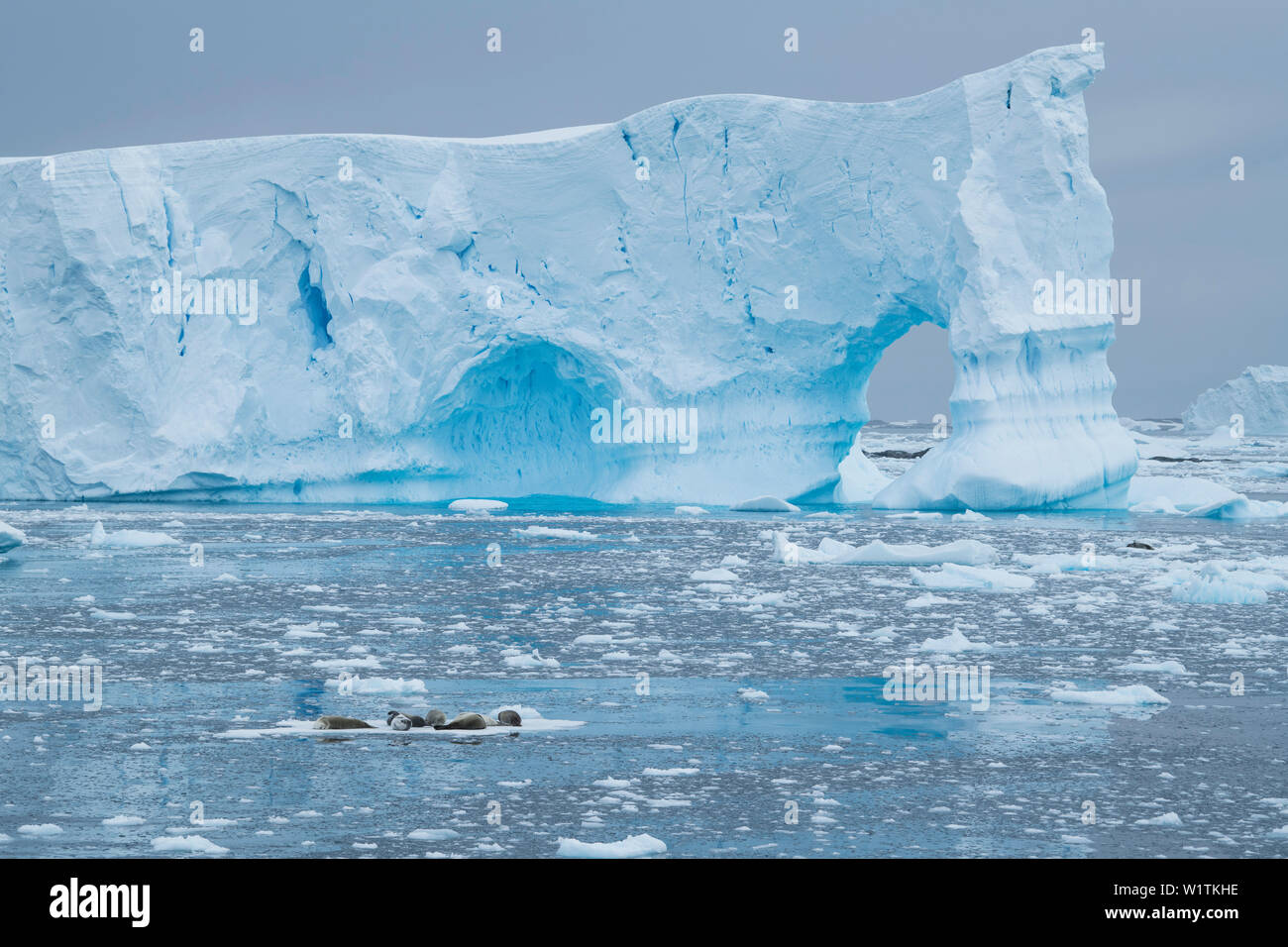 Diversi crab-eating guarnizioni (Lobodon carcinophaga), il mondo più abbondante, guarnizione poggiano su un ice-floe vicino a titan-dimensionato iceberg con un grande arco, Ne Foto Stock