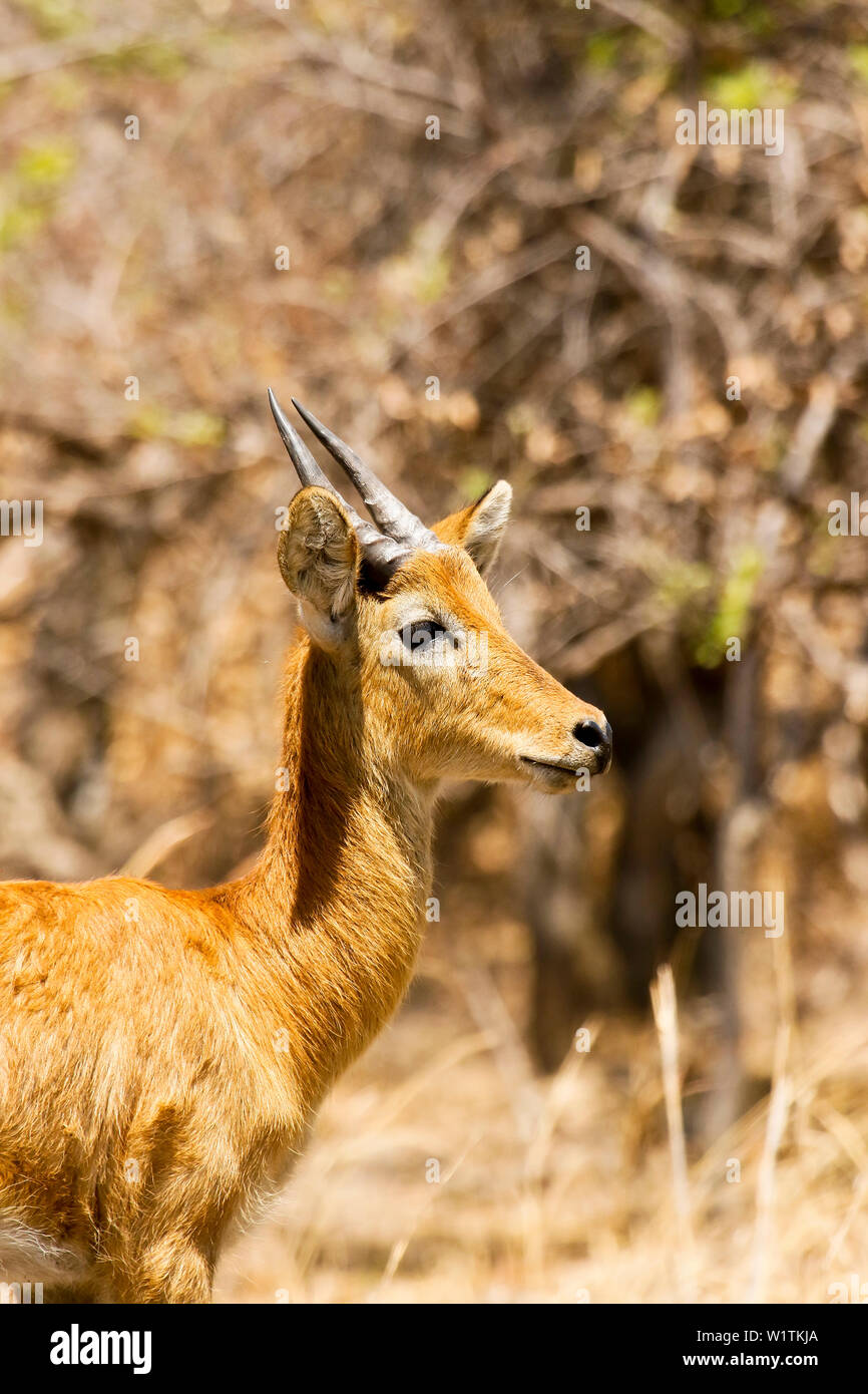 Femmina di Puku (Kobus vardonii), African antelope. Busanga Plains. Parco Nazionale di Kafue, Zambia Foto Stock
