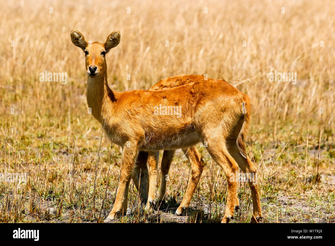 Femmine di Puku (Kobus vardonii), African antelope. Busanga Plains. Parco Nazionale di Kafue, Zambia Foto Stock