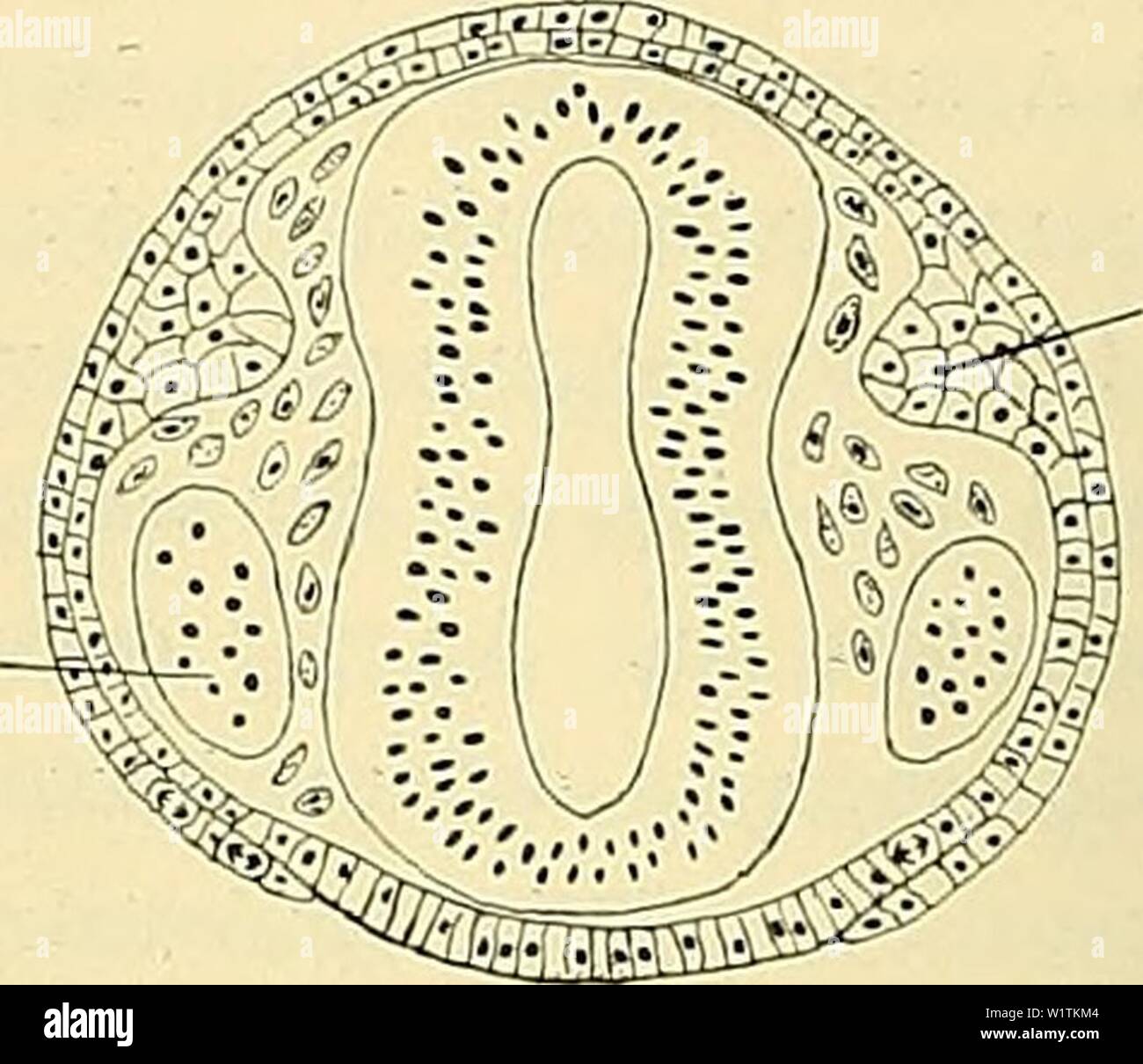 Immagine di archivio da pagina 491 di Denkschriften der Medicinisch-Naturwissenschaftlichen Gesellschaft zu. Denkschriften der Medicinisch-Naturwissenschaftlichen Gesellschaft zu Jena denkschriftender446medi Anno: 1879 agosto bl. Cü.plah. Fig. 126. Fig. 127. Von besonderem Intèresse ist das Verhalten des Ektoderms an der Ventralseite des vorderhohenschwangau kopfes, worüber einige Querschnitte (Schnitte 127-129) Aufschluss geben sollen. Ein durch den hinteren Pol der Augenblase, sowie der Ciliarplakode (Gil.pl.) Querschnitt geführter Schnitt (127), trifft die Ventralseite des Vorderkopfes in einer Ebene, in wel Foto Stock