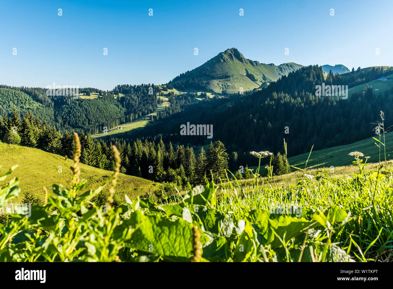Montagne vicino Chatel-Saint-Denis, Gruyere, Kanton Fribourg, Svizzera Foto Stock