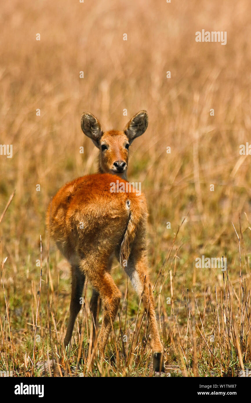 Femmina di Puku (Kobus vardonii) africana di antilope, in Busanga Plains. Parco Nazionale di Kafue, Zambia Foto Stock