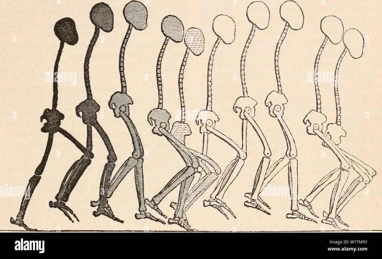 Immagine di archivio da pagina 492 della encyclopaedia - Wikizionario di anatomia e. Il encyclopaedia - Wikizionario di anatomia e fisiologia cyclopdiaofana03todd Anno: 1847 a 1,8 11 IO ? £ 3 ,t bi I 8 /  - l&GT; ' ±     v/ ?2 /c3 i'£ C&GT;ff(5-? '=v è / i o "• - / -- ,3 'd'Lt a, S a6 a 1,6 Fi. 27-2. . ' La figura desitjned da Weber a illnsfmte formule fur saltando. Quindi, non è facile per regolare la quantità di azione muscolare come nel camminare e correre- ning, e di conseguenza potrebbe essere troppo grande o troppo piccolo per lo scopo in vista. Le ondulazioni verticali sono anche molto più considerevole rispetto agli altri modi di Foto Stock