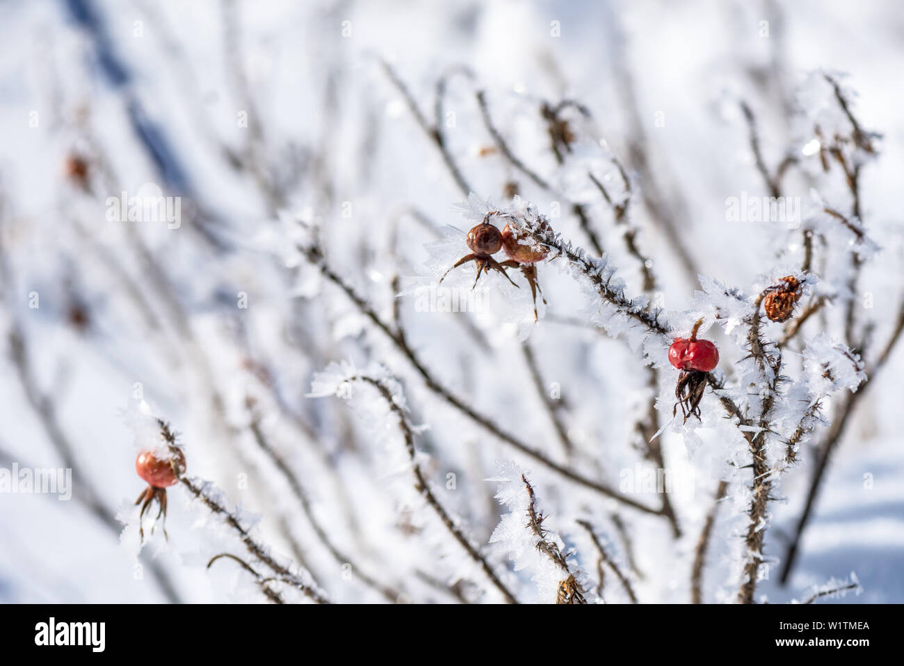 In Germania, in Baviera, Alpi Oberallgaeu, Oberstdorf, paesaggio invernale, Vacanze invernali, escursioni invernali Trail, Rosa canina ricoperta di neve, ghiaccio, la brina, il ghiaccio Crys Foto Stock