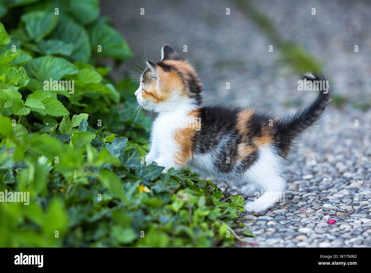 Tre gatti colorati baby in rosso-bianco-nero gioca in pelliccia tra piante verdi sulla terrazza bordo Foto Stock