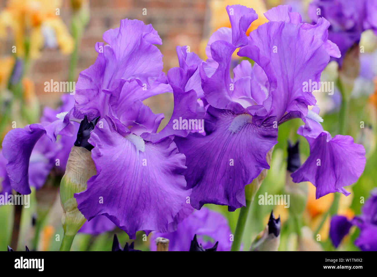 Tall barbuto iris " Imperatore Romano' in fiore nel giardino un confine in maggio - REGNO UNITO Foto Stock