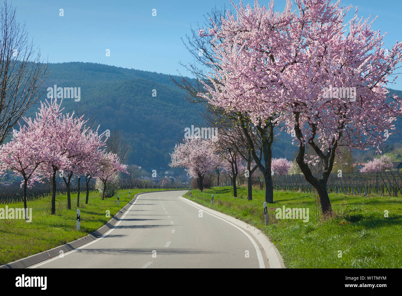 Fiore di mandorla, Mandelbluetenweg, Deutsche Weinstrasse (tedesco la strada del vino), Pfalz, Renania-Palatinato, Germania Foto Stock