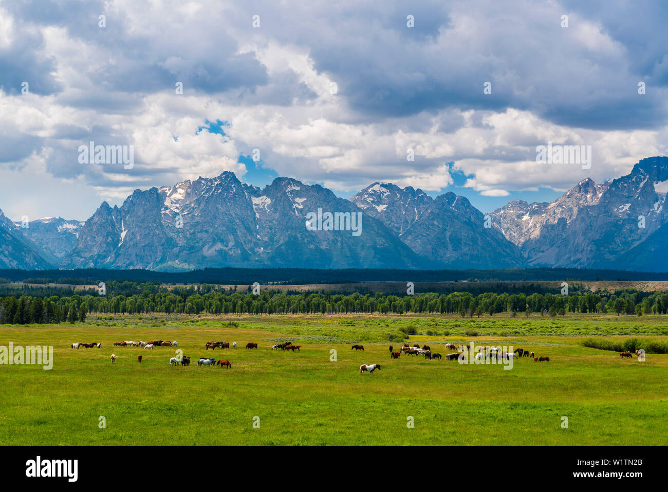 I cavalli del Grand Teton National Parc, Wyoming USA Foto Stock