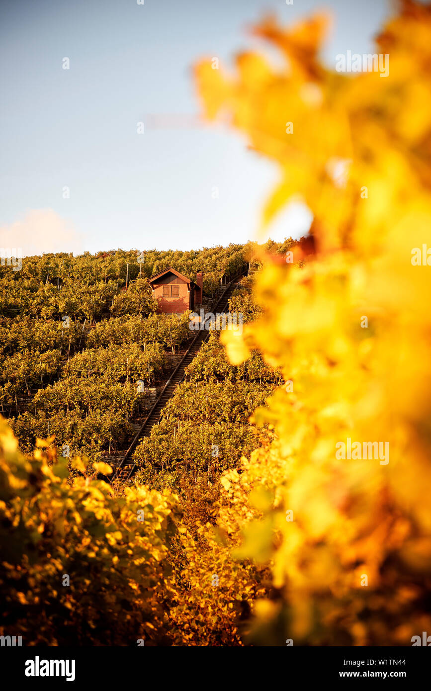 La salita e la regione vinicola di Hessigheim, Ludwigsburg distretto, Baden-Wuerttemberg, Germania Foto Stock