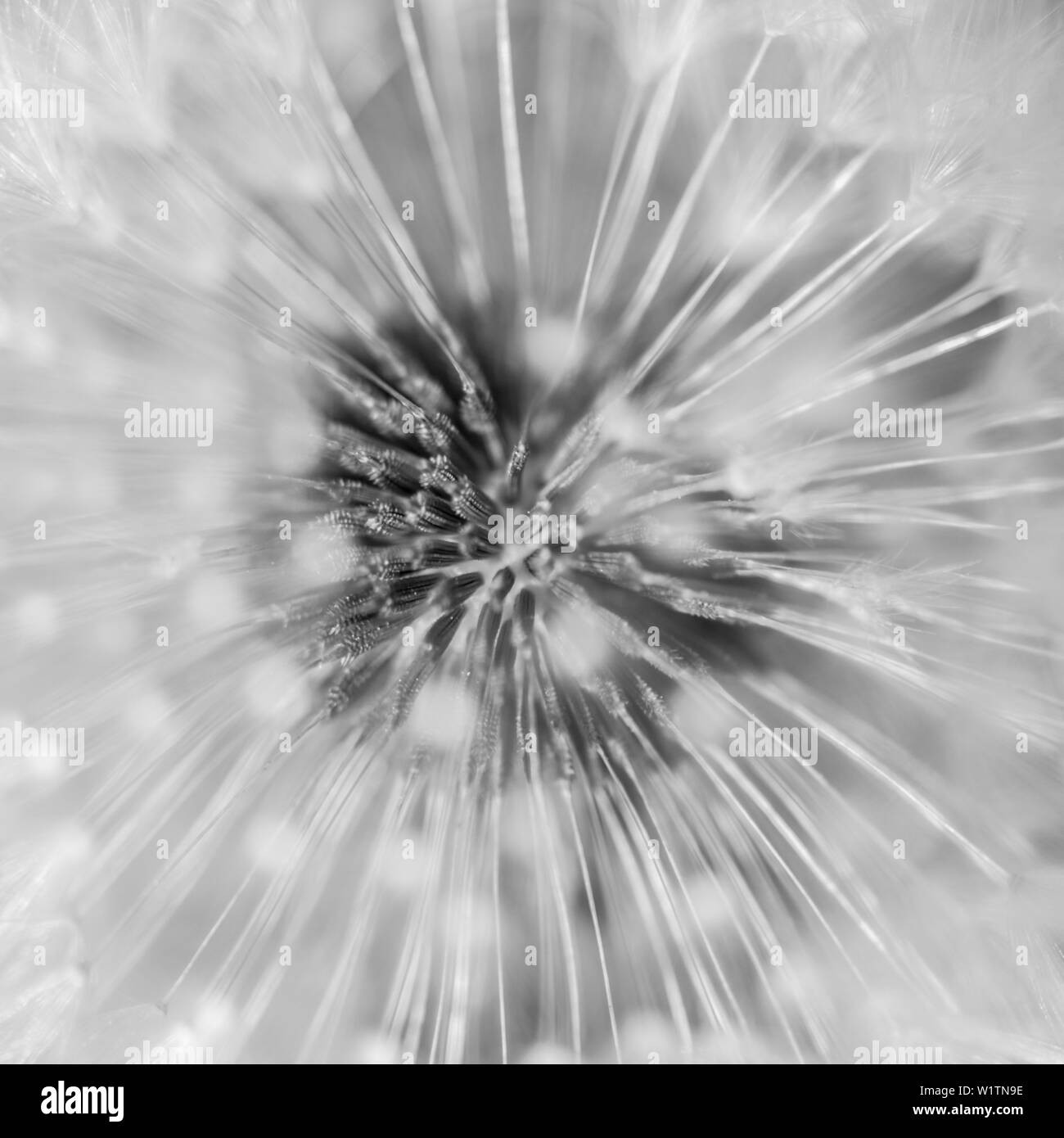 Close up di un dente di leone, sementi, Puff orologio, Brandeburgo, Germania Foto Stock