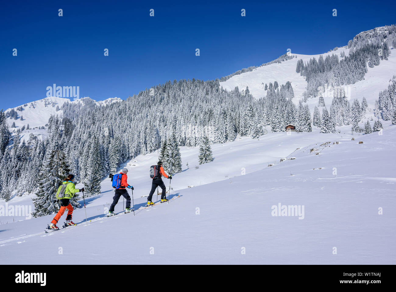 Tre persone sci backcountry salendo verso Wildalpjoch, Wildalpjoch, Alpi Bavaresi, Alta Baviera, Baviera, Germania Foto Stock