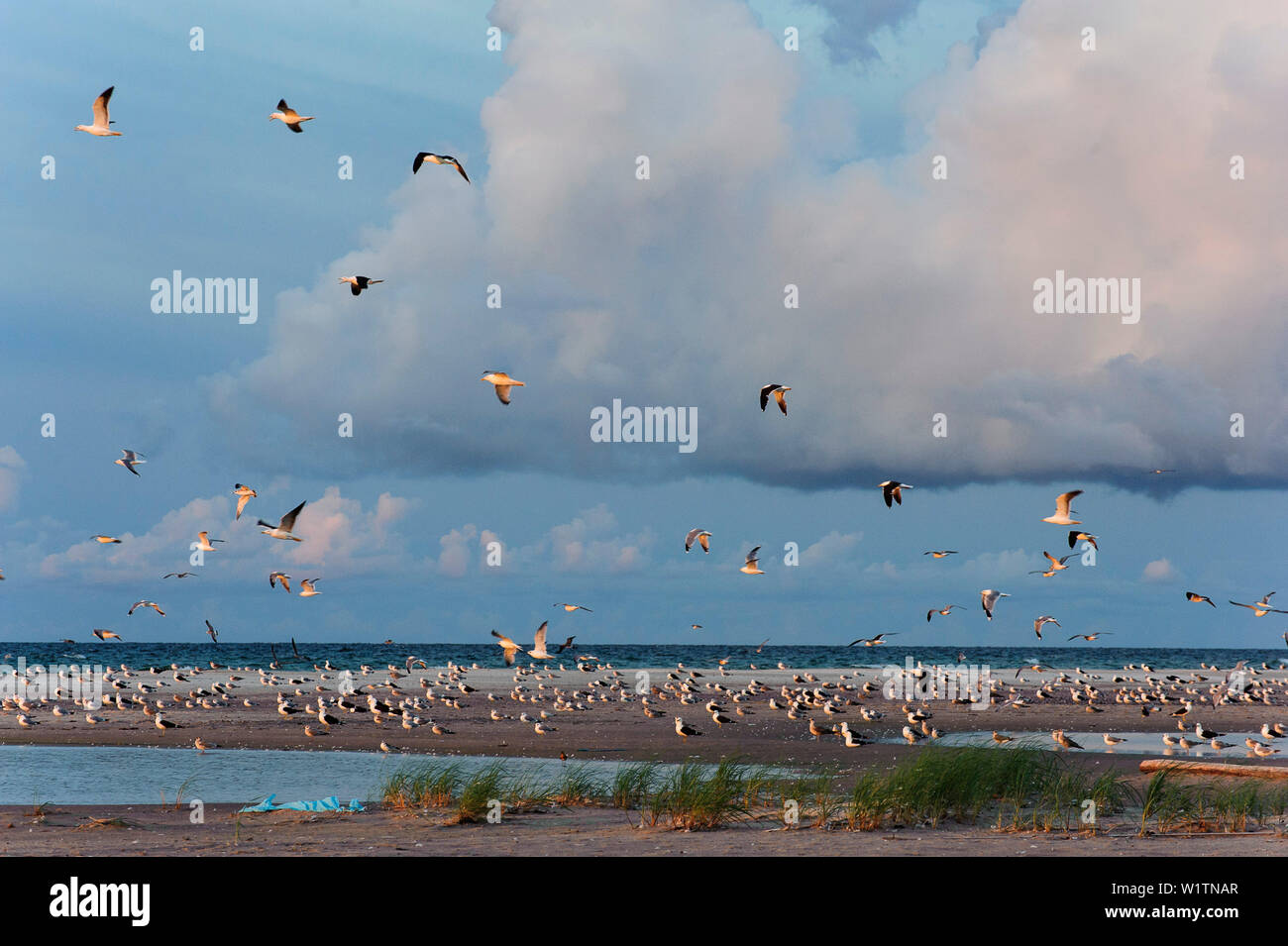 Ampia spiaggia di sabbia con molti uccelli su Gotska Sandoe, l'isola / parco nazionale si trova nel Mar Baltico a nord di Gotland., Schweden Foto Stock