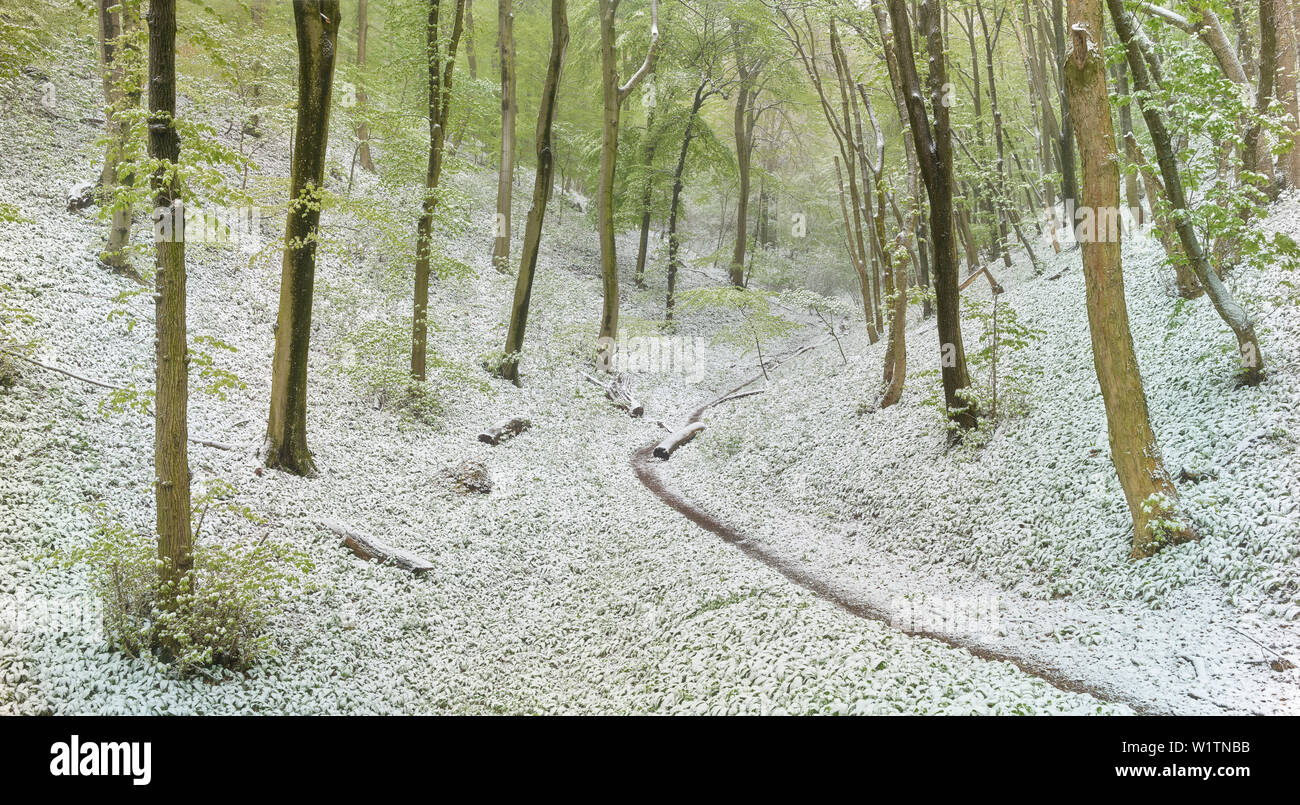Scatto a freddo in primavera, di Baden vicino a Vienna Vienna Woods, Austria Inferiore, Austria Foto Stock