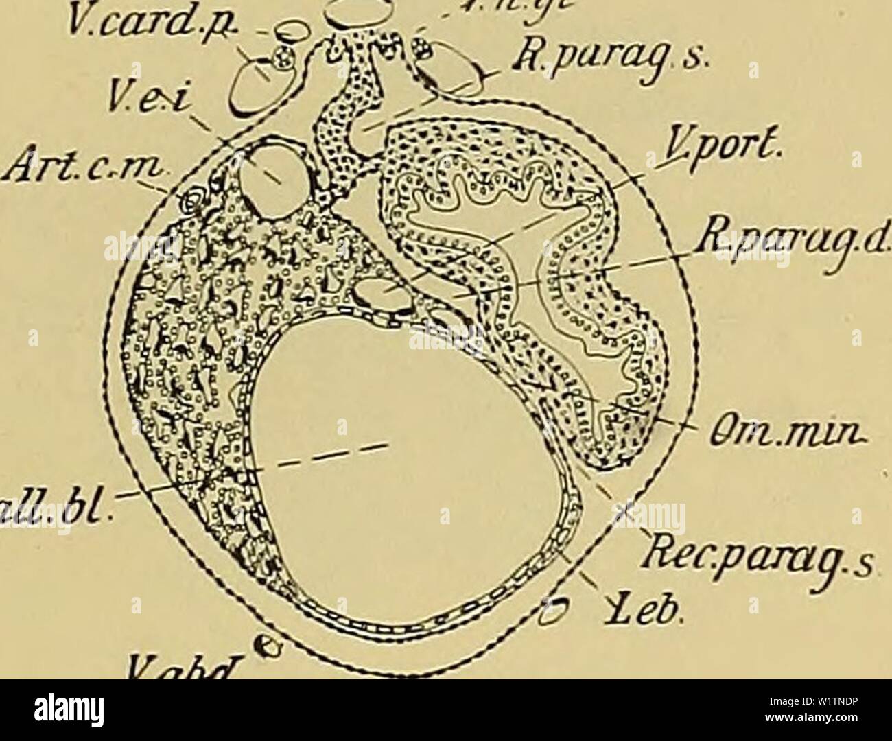 Immagine di archivio da pagina 496 di Denkschriften der Medicinisch-Naturwissenschaftlichen Gesellschaft zu. Denkschriften der Medicinisch-Naturwissenschaftlichen Gesellschaft zu Jena denkschriftender47medi Anno: 1879 76i Entwicklungsgeschichte des Kopfes und des Blutgefässsystems von Ceratodus forsten. 1421 um in modo tiefer wird die Furche zwischen dieser Vorwölbung und der sich an der dorsalen Kante der Leber ha immer mehr ausdehnenden vena cava inferiore. Der Grund dieser Furche wird vom Nebengekröse gebildet. Die vena cava inferiore wird nebst einer kleinen, sie sichelförmig umfassenden Leberpartie von e Foto Stock