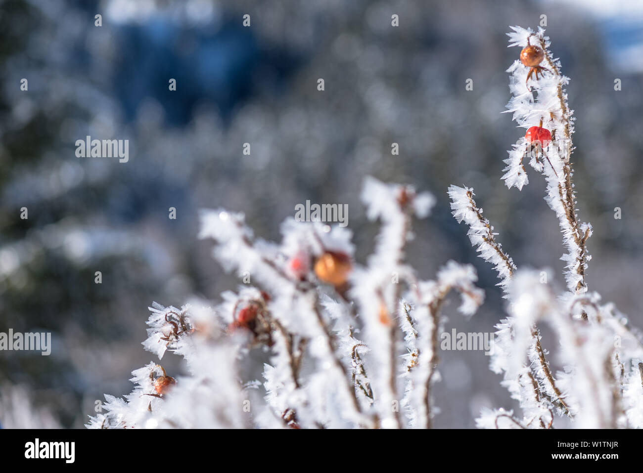 In Germania, in Baviera, Alpi Oberallgaeu, Oberstdorf, paesaggio invernale, Vacanze invernali, escursioni invernali Trail, Rosa canina ricoperta di neve, ghiaccio, la brina, il ghiaccio Crys Foto Stock
