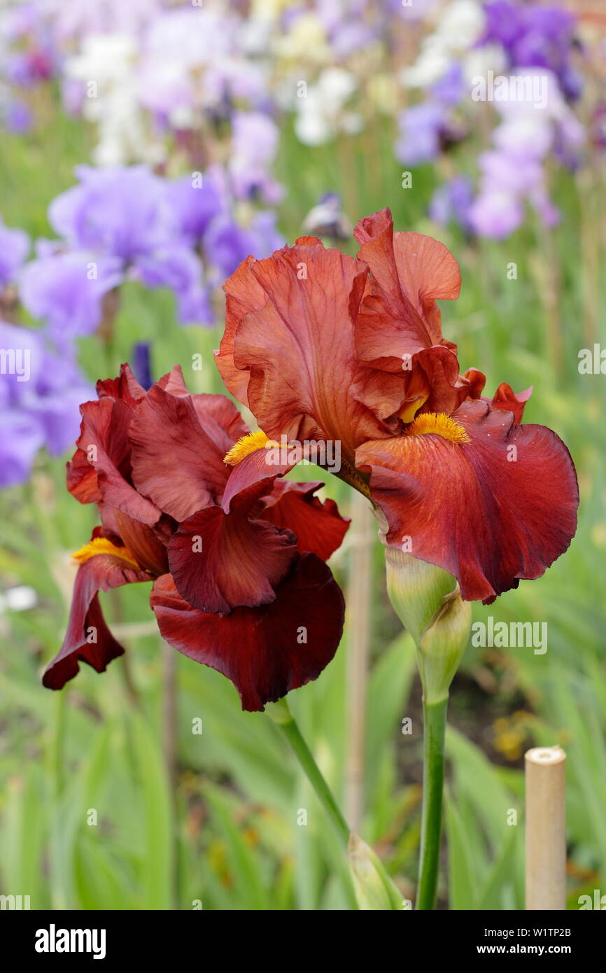 Iris 'aquilone rosso' alti iris barbuto in fiore in maggio. Allevati da Bryan Dodsworth Foto Stock