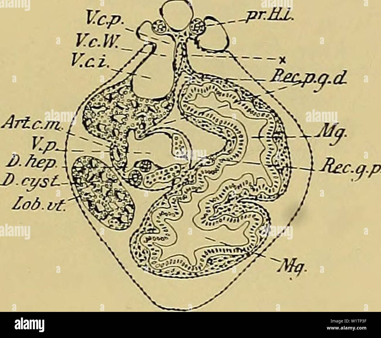 Immagine di archivio da pagina 498 di Denkschriften der Medicinisch-Naturwissenschaftlichen Gesellschaft zu. Denkschriften der Medicinisch-Naturwissenschaftlichen Gesellschaft zu Jena denkschriftender47medi Anno: 1879 763 Entwicklungsgeschichte des Kopfes und des Blutgefässsystems von Ceratodus forsten. 1423 Leberhilus dem in Verbindung, un dessen rechter Seite sie bis gegen die Einmündung der grossen Drüsen herabsteigt. 60 /.t weiter caudale (Textfig. 566) wurzelt die vena cava inferiore breit in der rechten hinteren Cardinalvene dicht neben Gekröse dem (V.C.W.), in modo dass ihr Peritonealüberzug mit dem Foto Stock