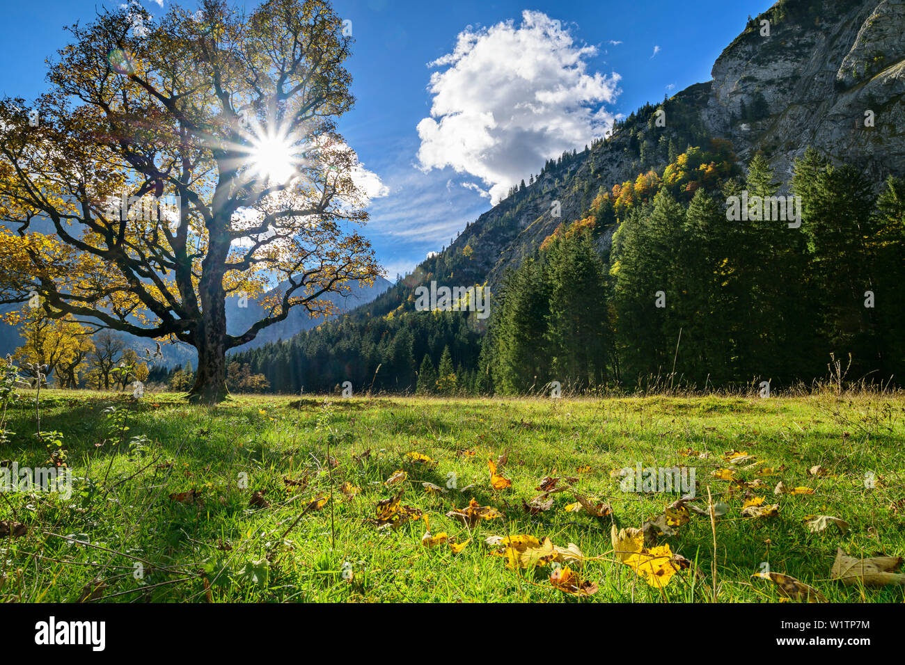 Acero di montagna con gamma di Karwendel in background, Grosser Ahornboden, Eng, parco naturale Karwendel, gamma Karwendel, Tirolo, Austria Foto Stock